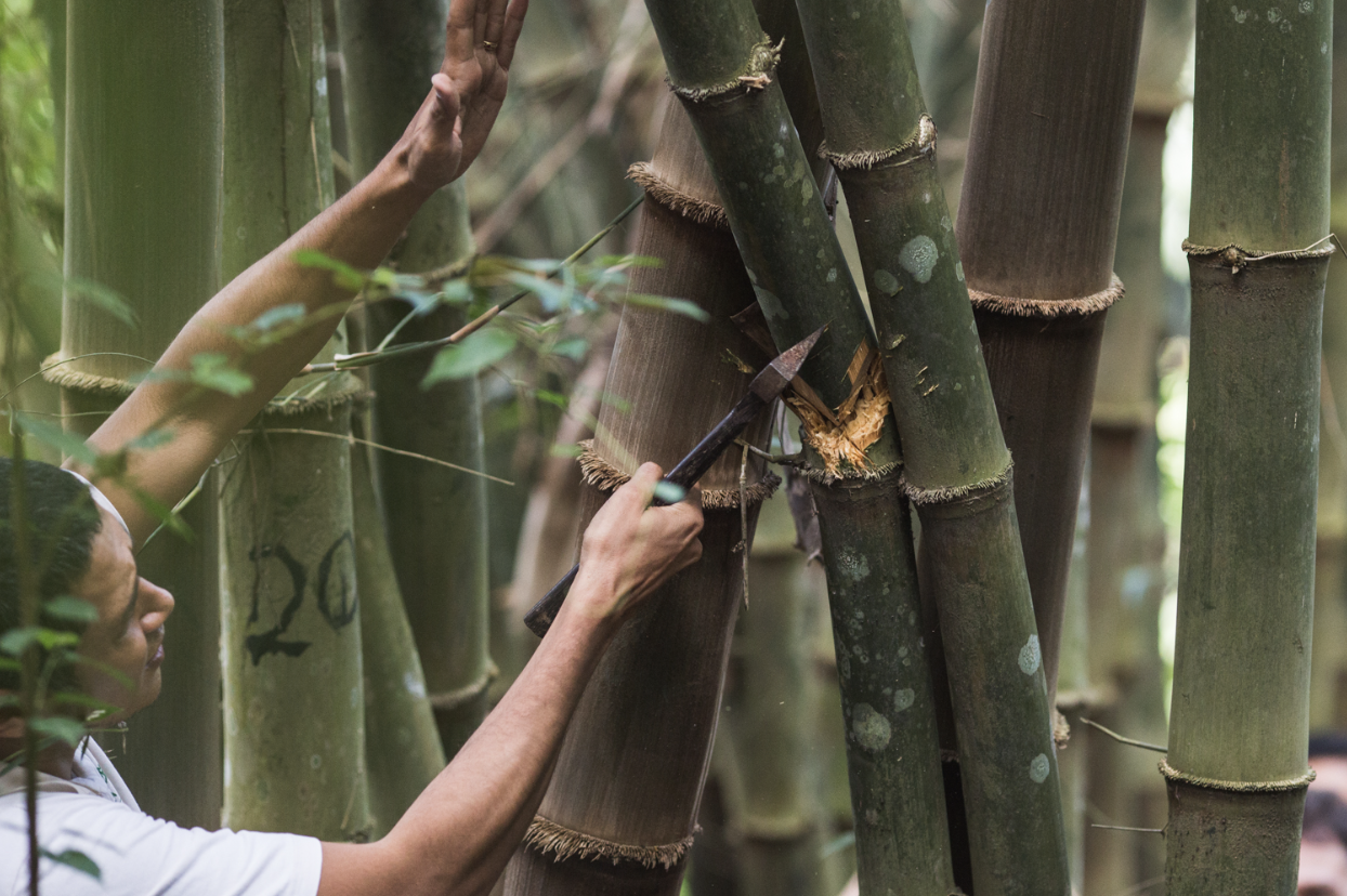 Bamboo Harvesting